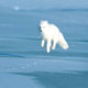 Illustration for article titled Vote Arctic Fox, Vote Magical Floof